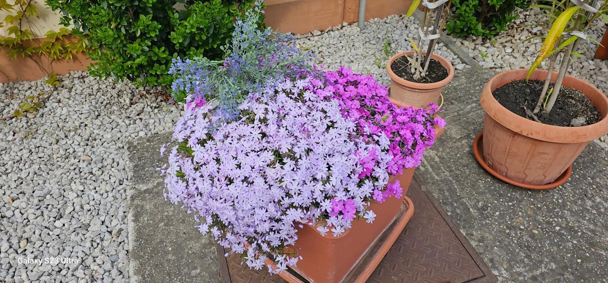 Apartmanovy Dom Flora Veľký Meder المظهر الخارجي الصورة